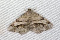 Chiasmia aestimaria