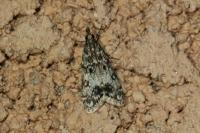 Eudonia lacustrata