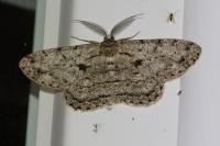 Hypomecis roboraria