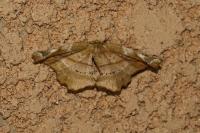 Apeira syringaria