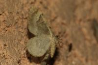 Cepphis advenaria