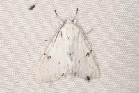 Acronicta leporina