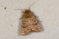 Hoplodrina octogenaria/blanda