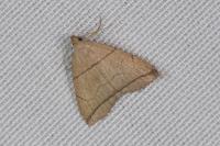 Herminia grisealis