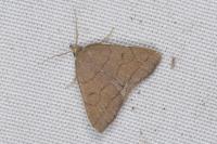 Herminia tarsipennalis