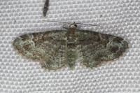 Pasiphila rectangulata