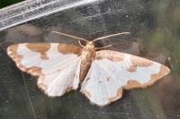Lomaspilis marginata