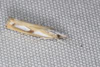 Catoptria permutatellus