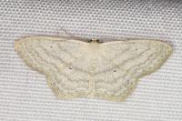 Scopula nigropunctata