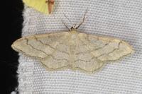Idaea aversata