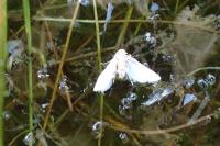 Acentria ephemerella