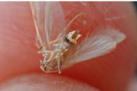 Acentria ephemerella