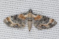 Eupithecia linariata/pulchellata/pyreneata