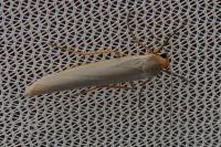 Eilema caniola