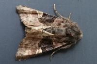 Euplexia lucipara