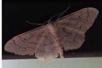 Idaea aversata