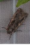 Noctua pronuba