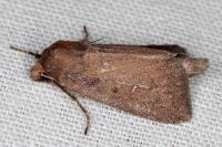 Lenisa geminipuncta