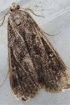 Parapoynx stratiotata