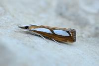 Catoptria permutatellus