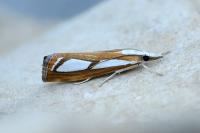 Catoptria permutatellus