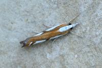 Catoptria permutatellus