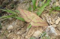 Rhodostrophia calabra