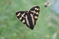 Arctia plantaginis