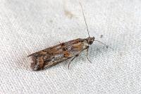 Asalebria florella