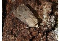 Agrotis exclamationis exclamationis