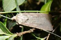 Peridroma saucia