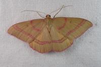Rhodostrophia calabra