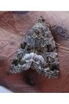 Deltote pygarga