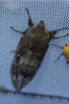 Dendrolimus pini pini