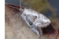 Elaphria venustula