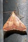 Endotricha flammealis