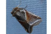 Habrosyne pyritoides