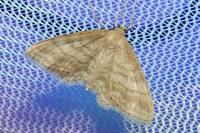 Idaea subsericeata