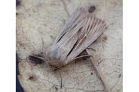 Leucania comma