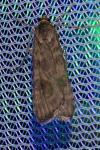 Nomophila noctuella