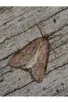 Pachycnemia hippocastanaria hippocastanaria