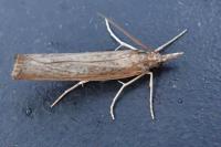 Pediasia