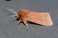 Phragmatobia fuliginosa