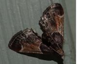 Pyralis farinalis