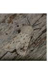 Spilosoma lubricipeda