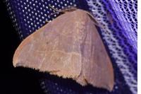 Watsonalla uncinula
