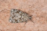 Scoparia ambigualis/basistrigalis