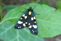 Callimorpha dominula