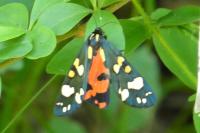 Callimorpha dominula