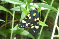 Callimorpha dominula